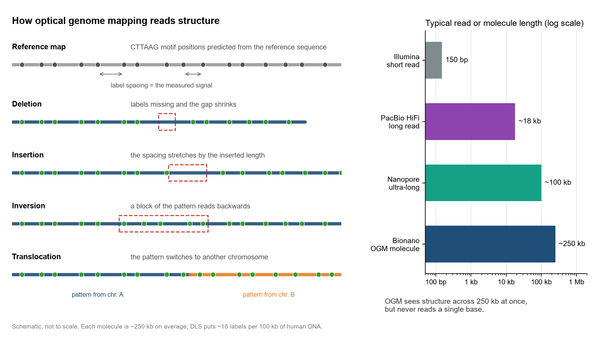 A schematic of how optical genome mapping works. On the left, the spacing of CTTAAG label dots on the reference map, and what four kinds of structural variant look like on a map: a deletion loses dots and shortens the spacing, an insertion stretches the spacing, an inversion reverses the order of a block of dots, and a translocation switches partway to the dot pattern of another chromosome. On the right, a log-scale length comparison: an Illumina short read is 150bp, a PacBio HiFi read about 18kb, a Nanopore ultra-long read about 100kb, and a Bionano OGM molecule about 250kb.