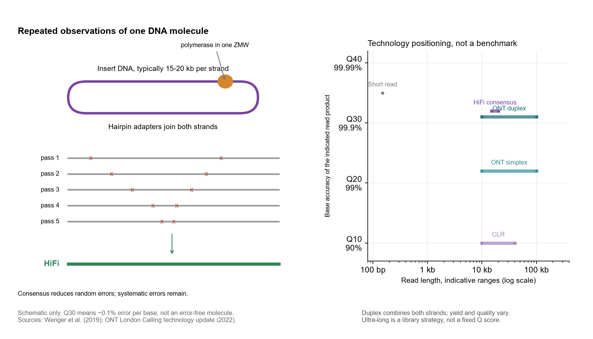HiFi schematic. Left: hairpins turn a DNA molecule into a loop, and a polymerase in one ZMW reads the same molecule lap after lap; errors land in different places on each pass, so the consensus removes random errors, while systematic errors remain. Right: typical read lengths and accuracy: short reads around 150bp at Q35, PacBio HiFi around 15-20kb at Q30+, Nanopore duplex around 10-100kb near Q30, Nanopore simplex around 10-100kb near Q20, PacBio CLR around 10-40kb near Q10. It shows positioning, not a same-sample comparison.